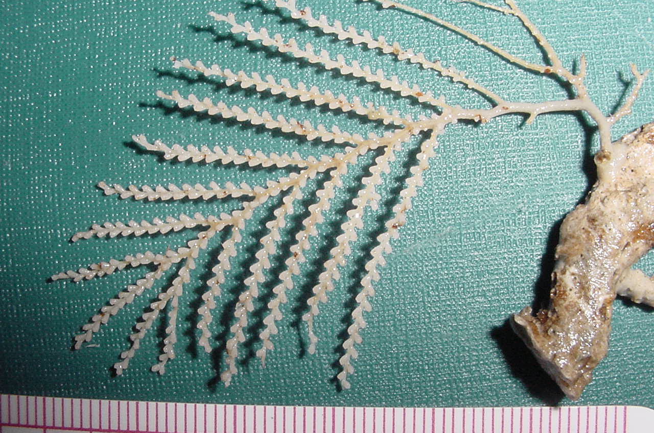 Charleston Bump Expedition