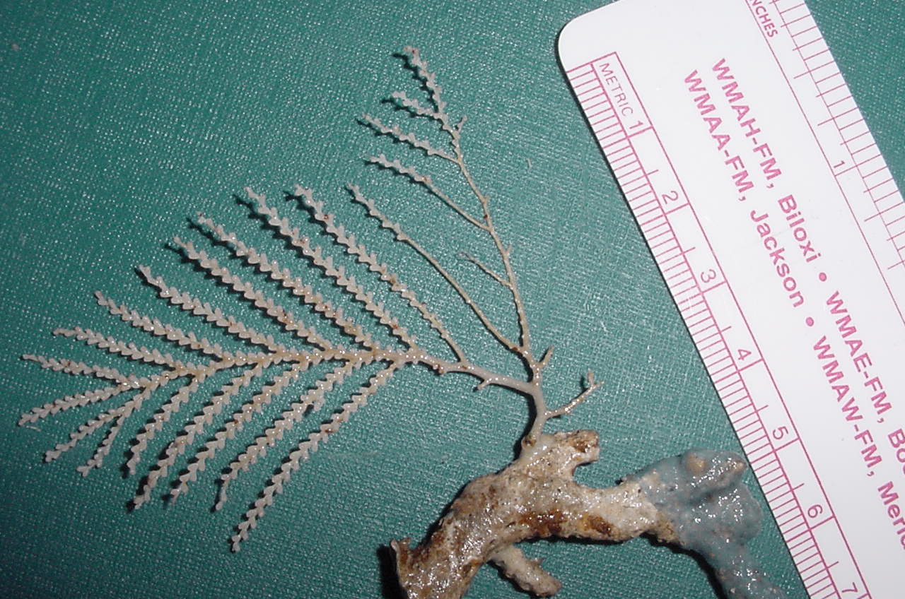 Charleston Bump Expedition