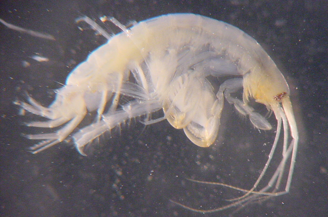 Charleston Bump Expedition