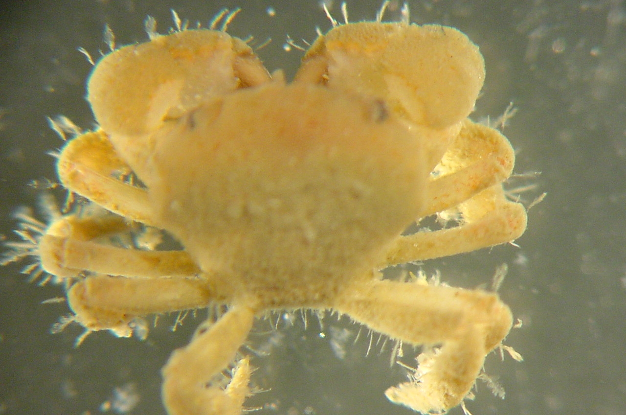 Charleston Bump Expedition