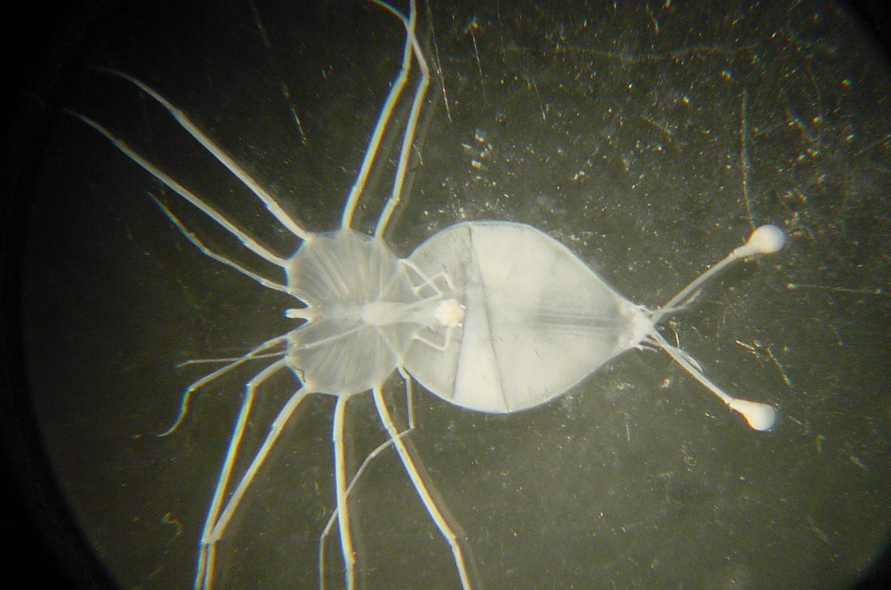 Charleston Bump Expedition