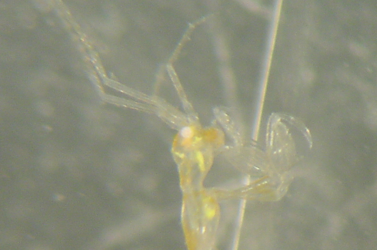 Charleston Bump Expedition