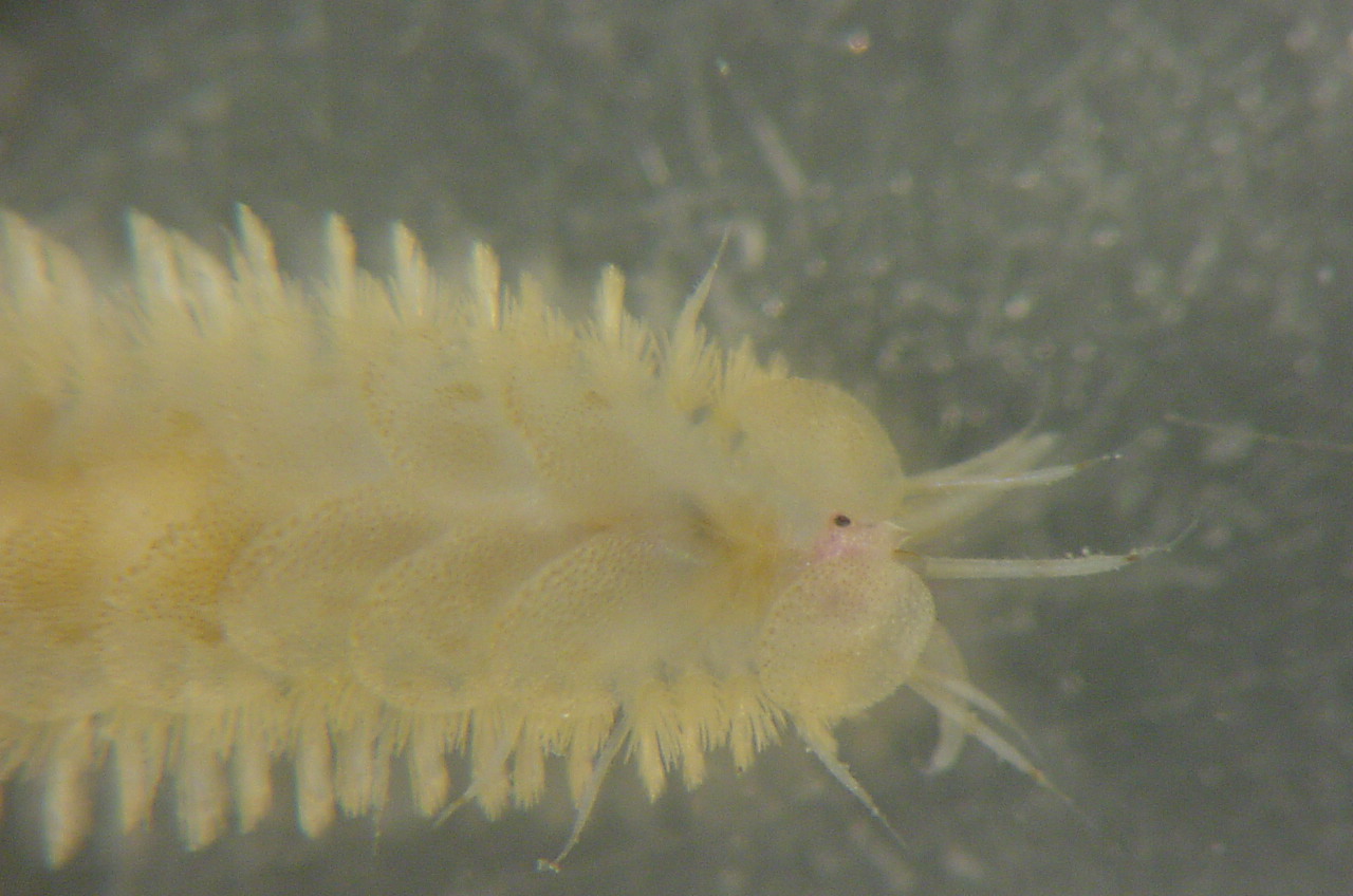 Charleston Bump Expedition