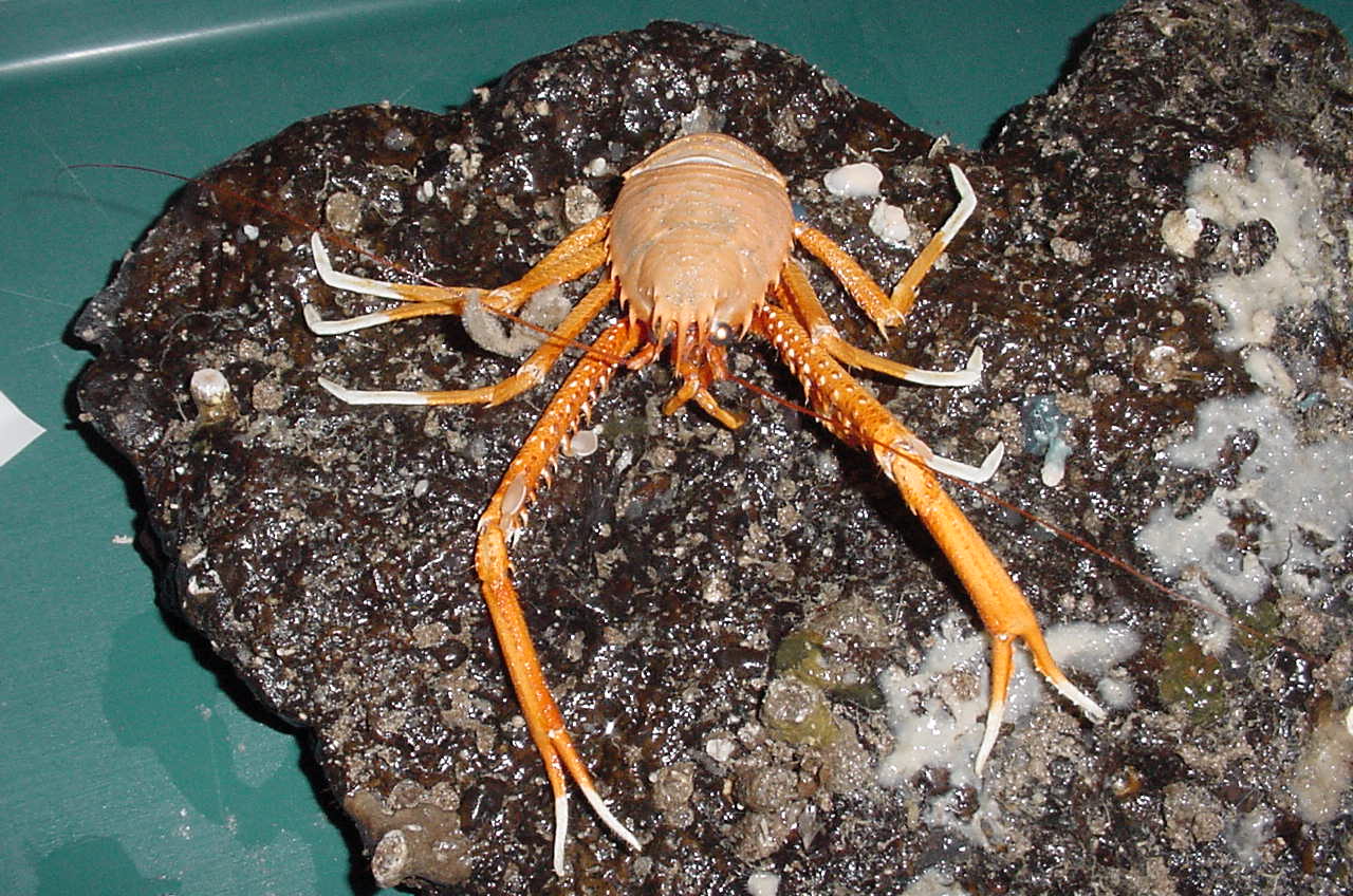 Charleston Bump Expedition