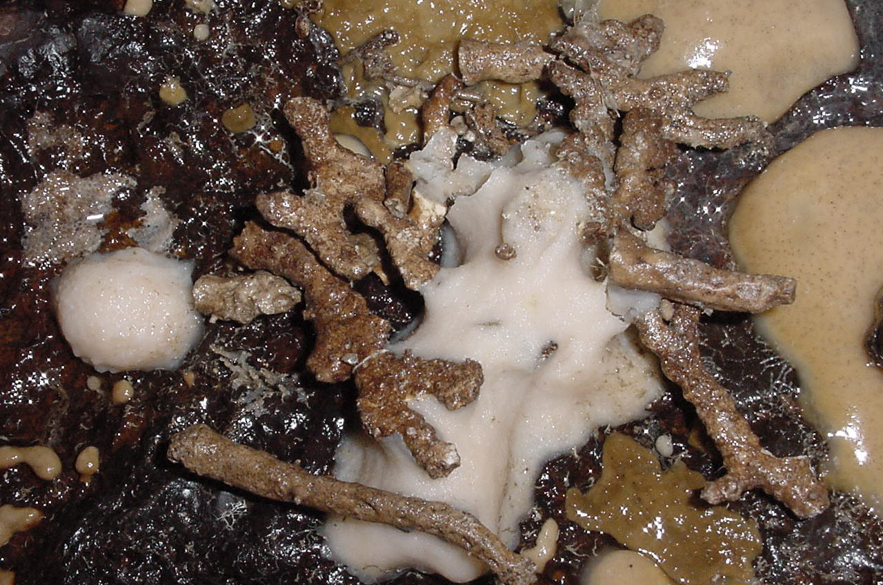 Charleston Bump Expedition