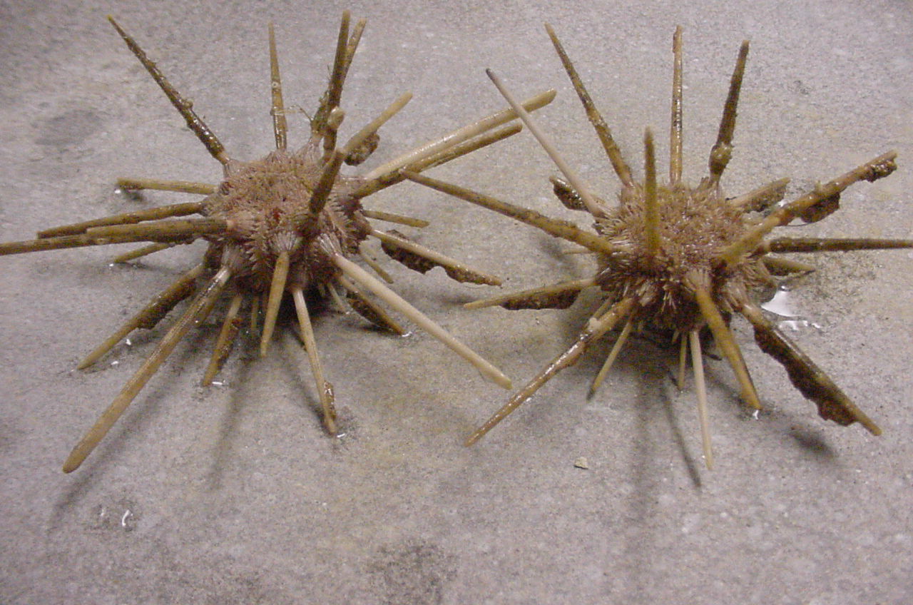 Charleston Bump Expedition