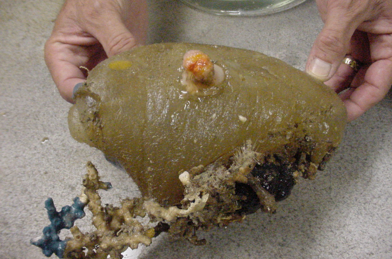 Charleston Bump Expedition