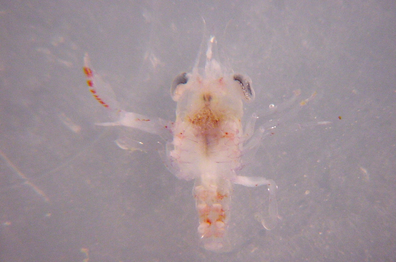 Charleston Bump Expedition