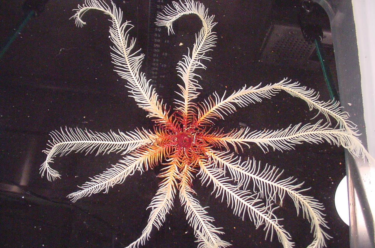 Charleston Bump Expedition