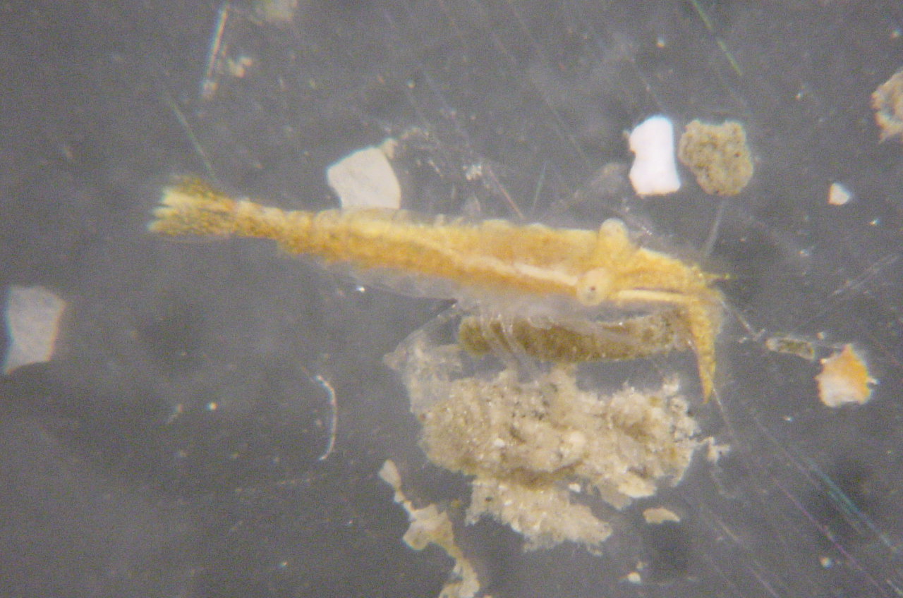 Charleston Bump Expedition