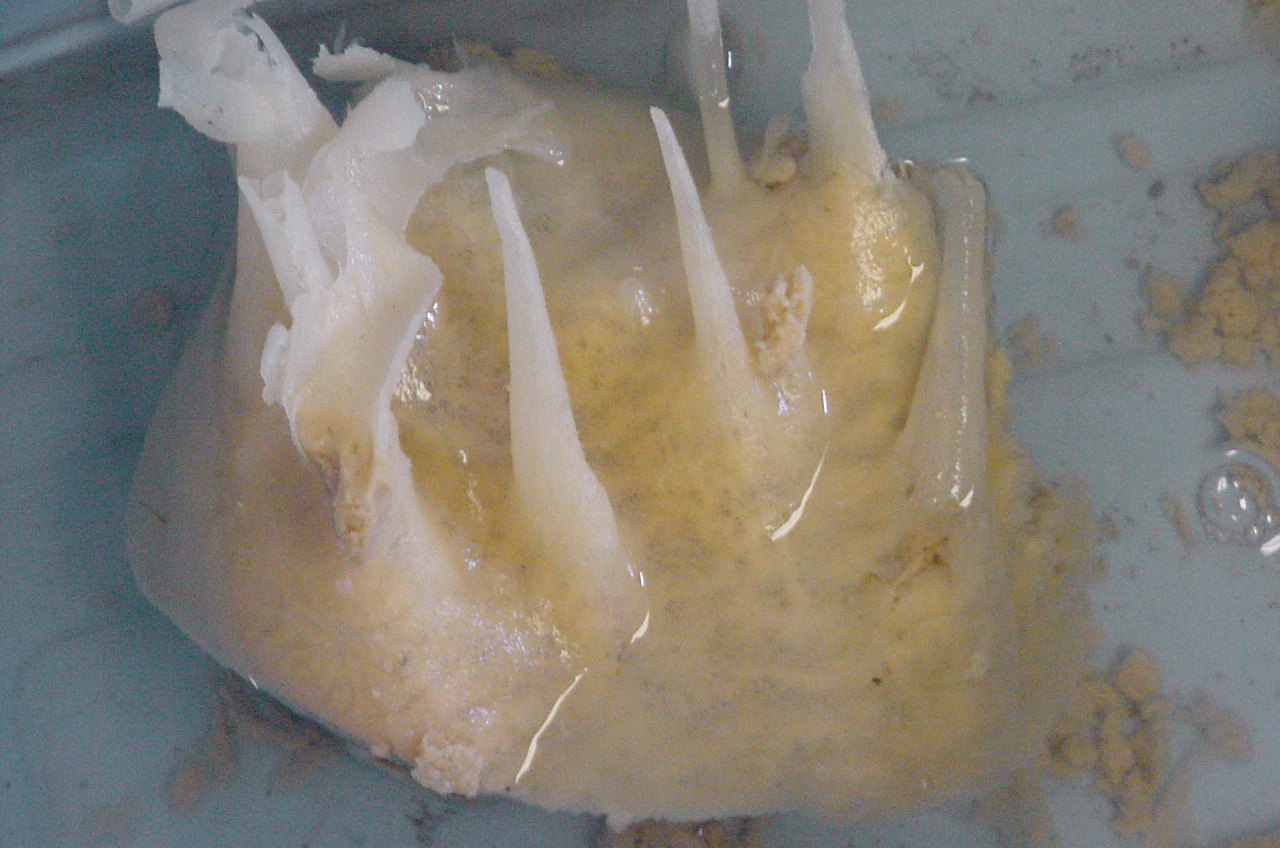 Charleston Bump Expedition