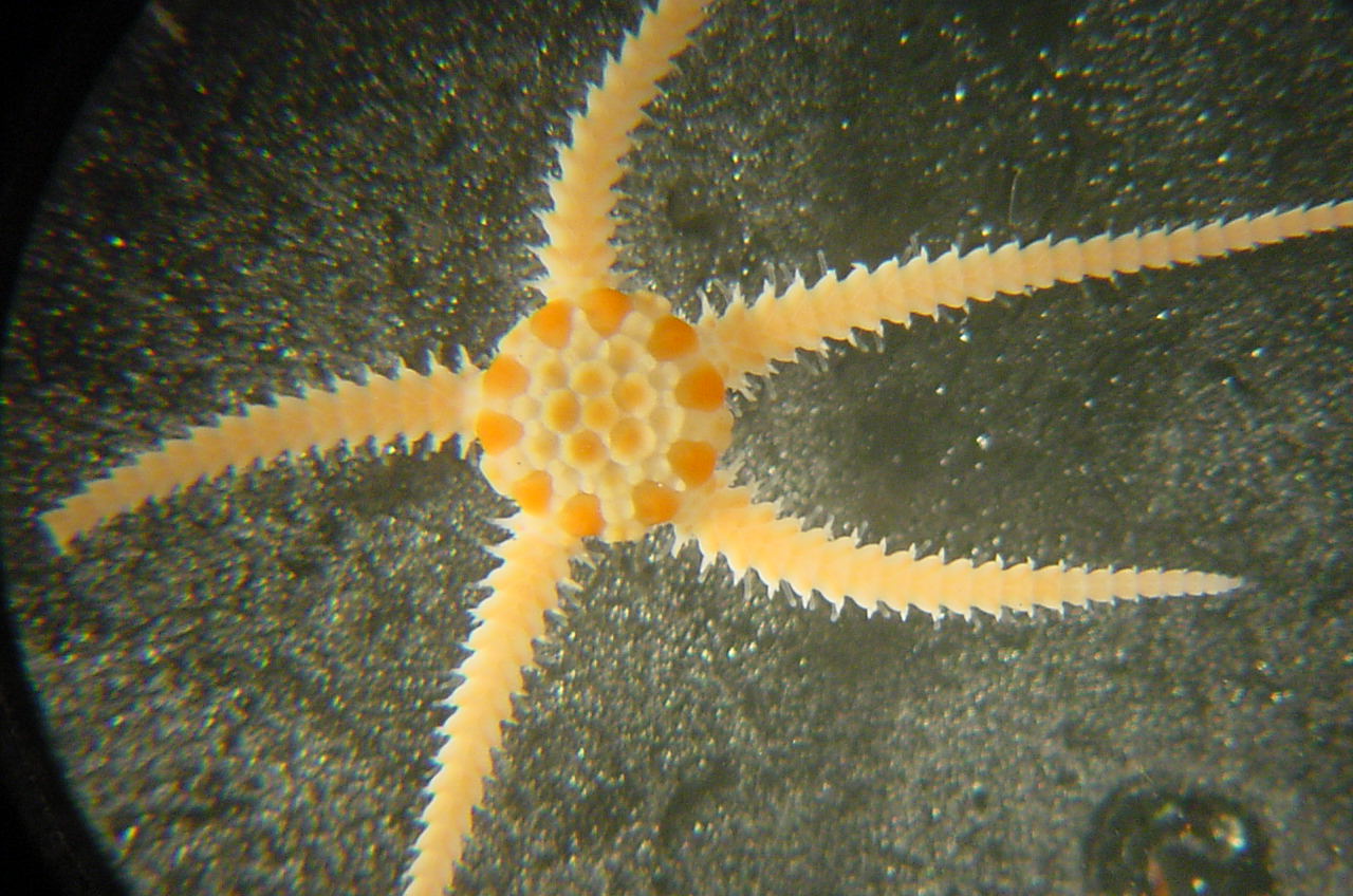 Charleston Bump Expedition