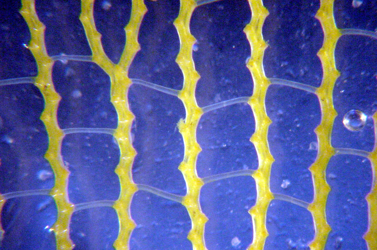 Charleston Bump Expedition