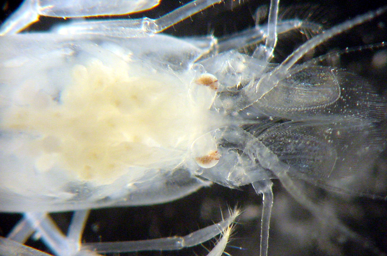 Charleston Bump Expedition