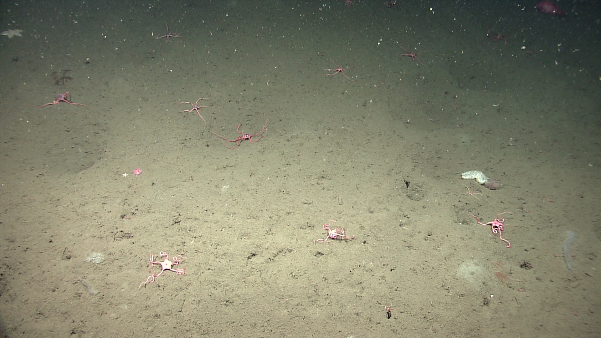 Oddly contorted brittle stars, holothurians, and numerous other life forms