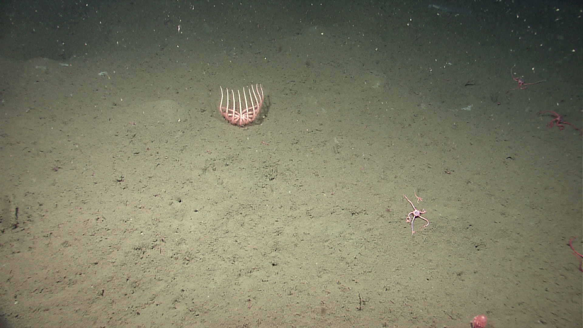 A birsingid starfish with legs upraised