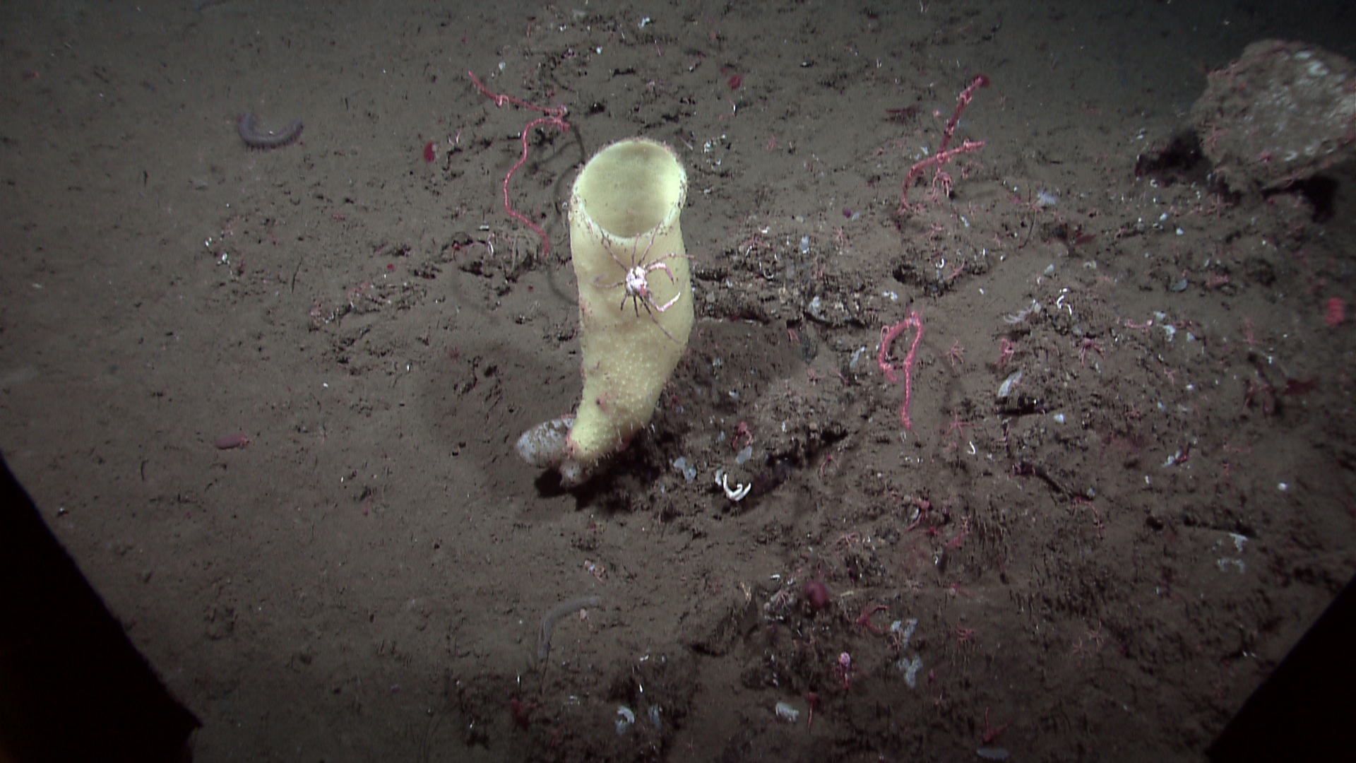 A yellow vase sponge with a crab crawling on it and a variety of life includingholothurians, small corals, tube worms, squat lobsters, etc