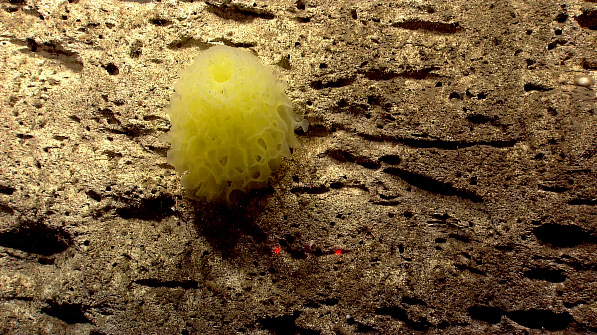 Deep sea sponge