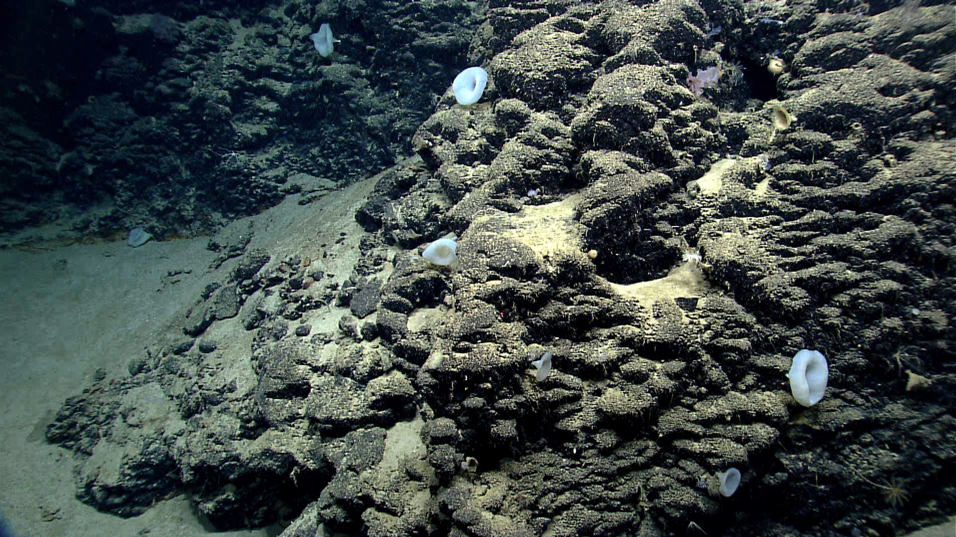 Deep sea sponge