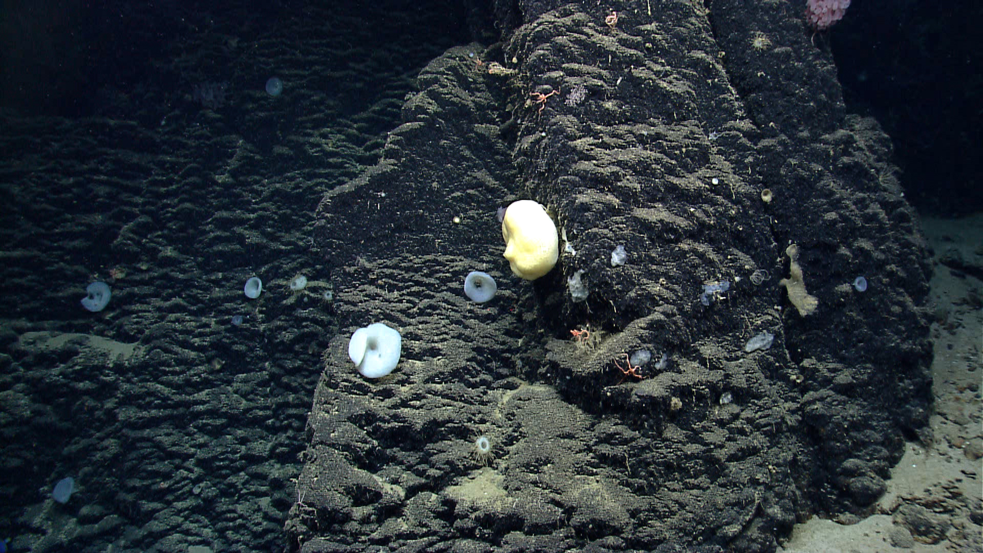 Deep sea sponge