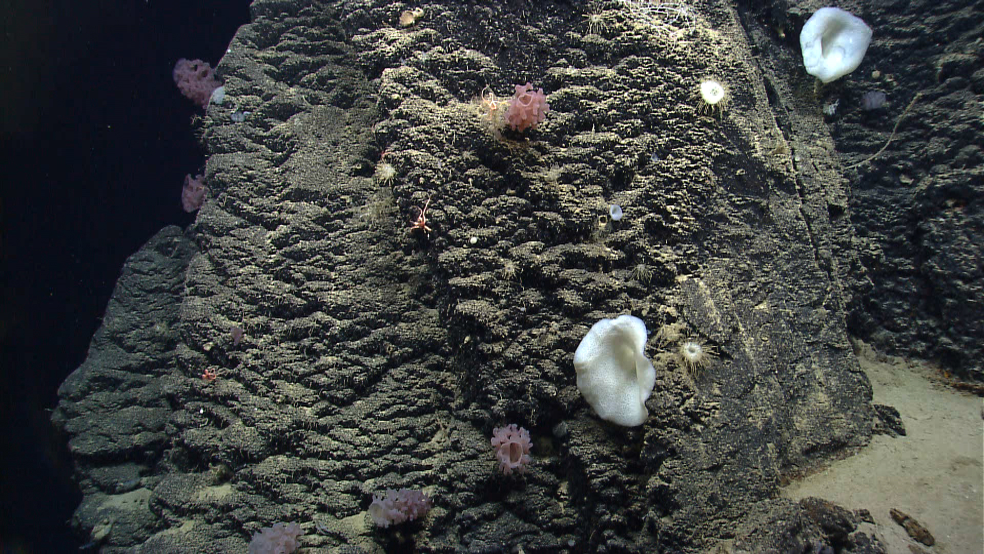 Deep sea sponge