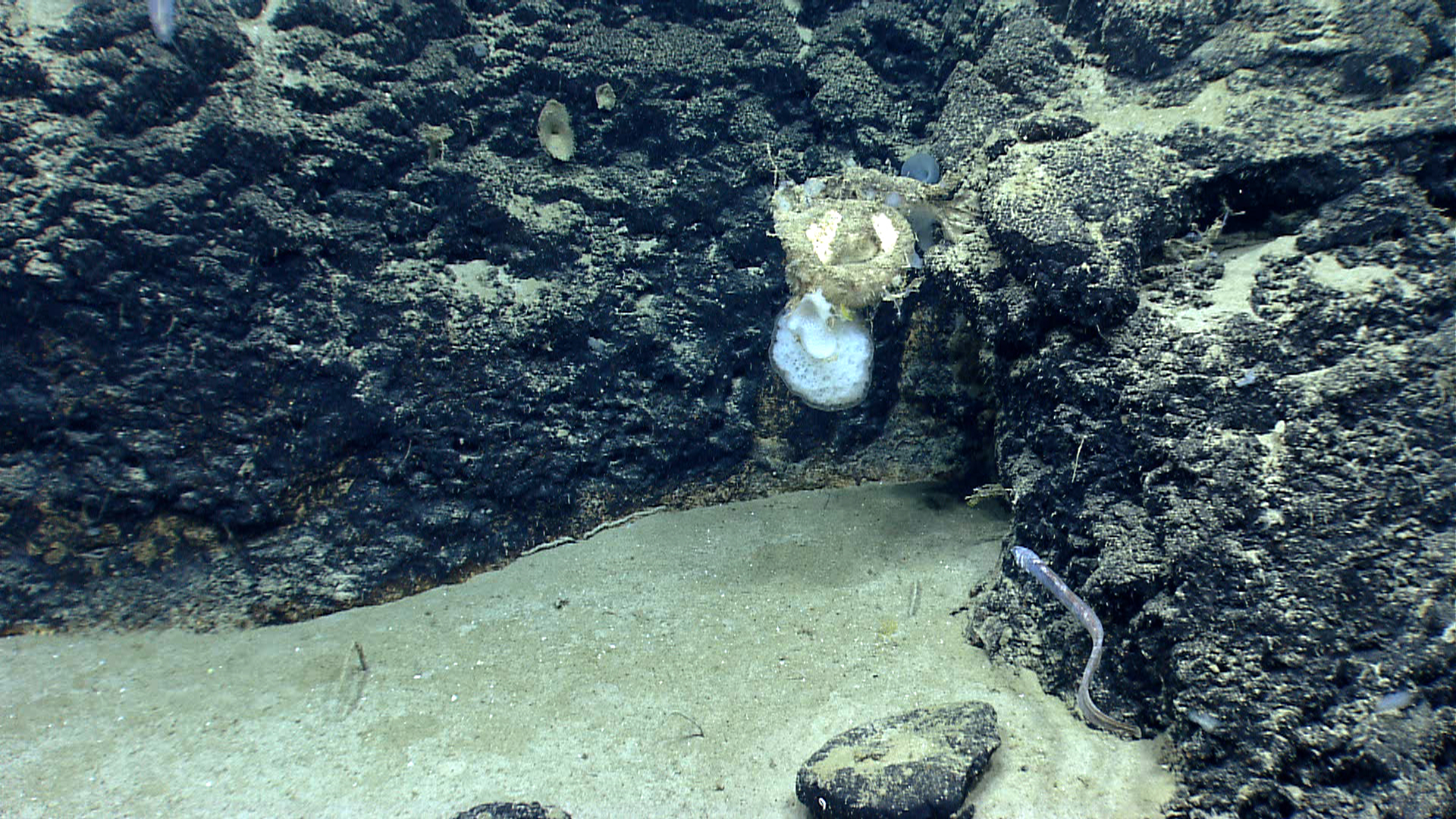Deep sea sponge