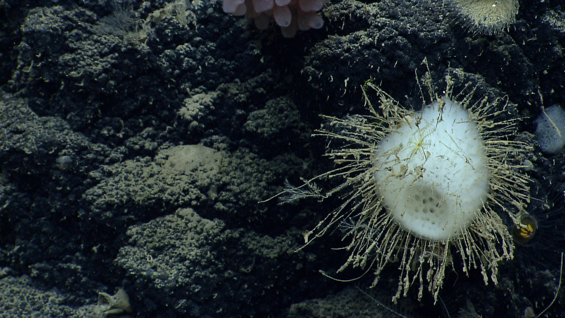 Deep sea sponge