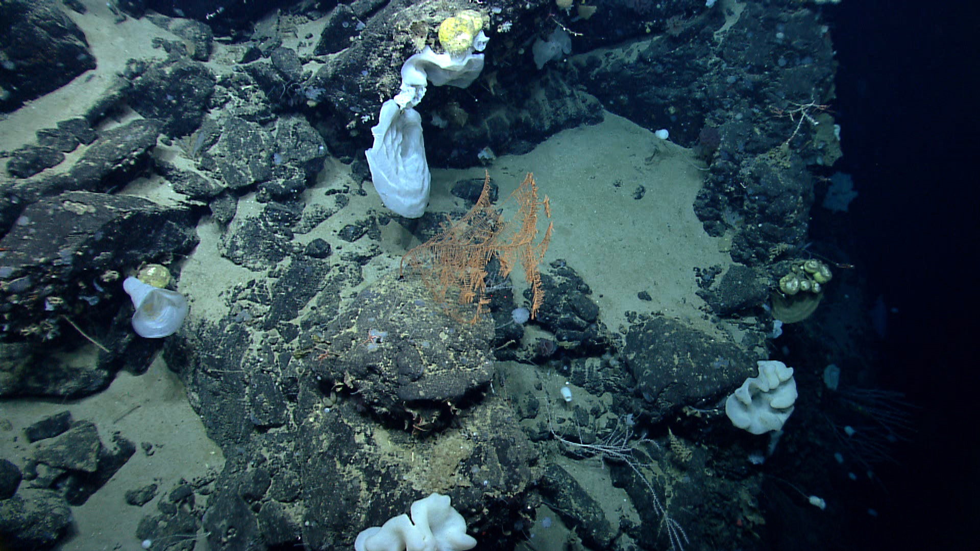 Deep sea sponge