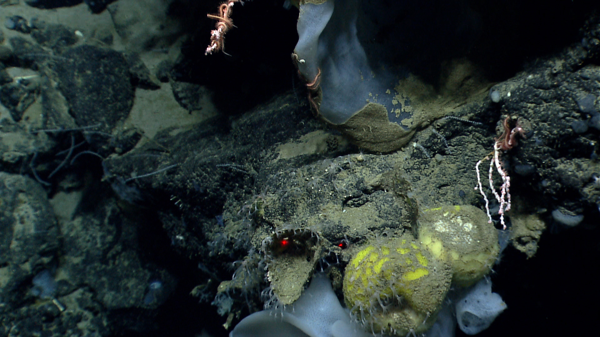Deep sea sponge