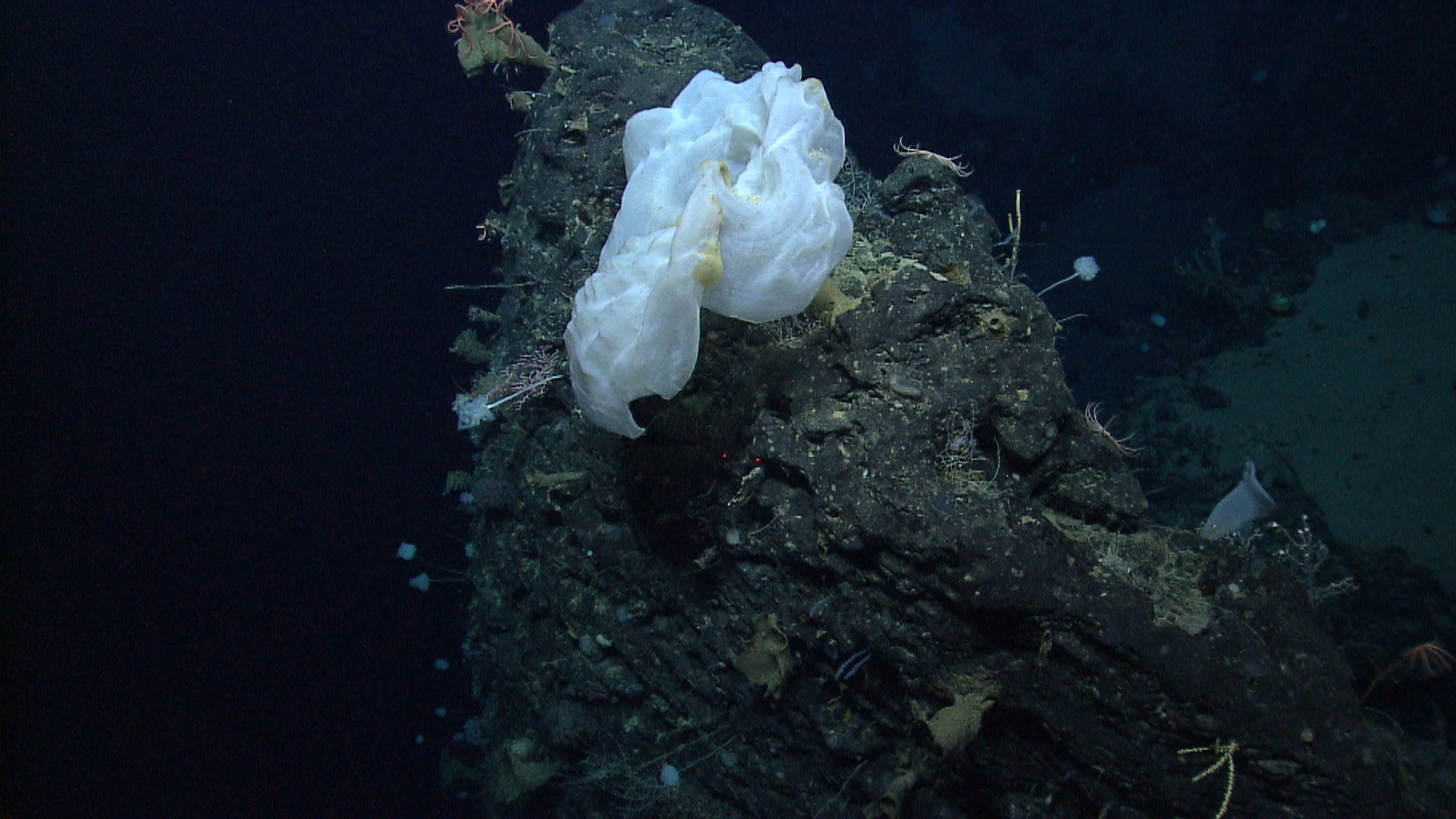Deep sea sponge
