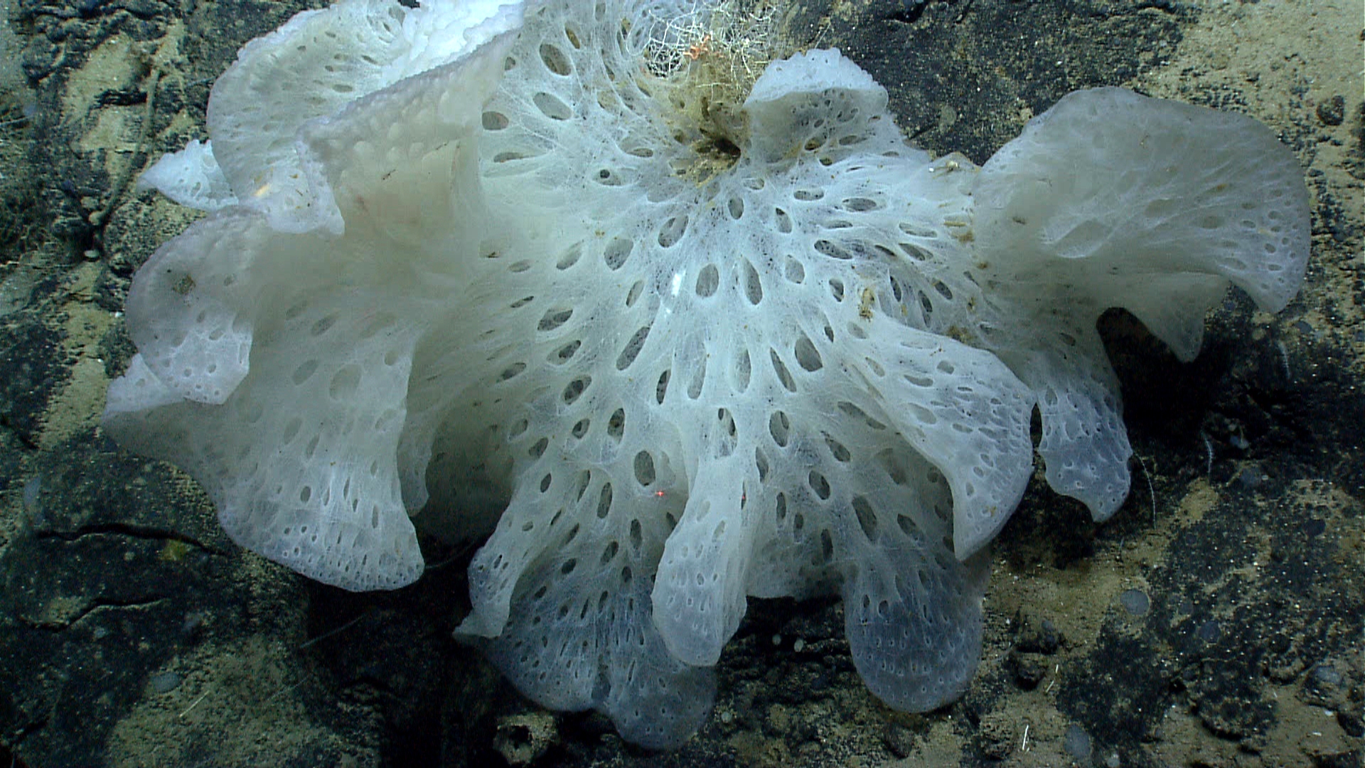 Deep sea sponge