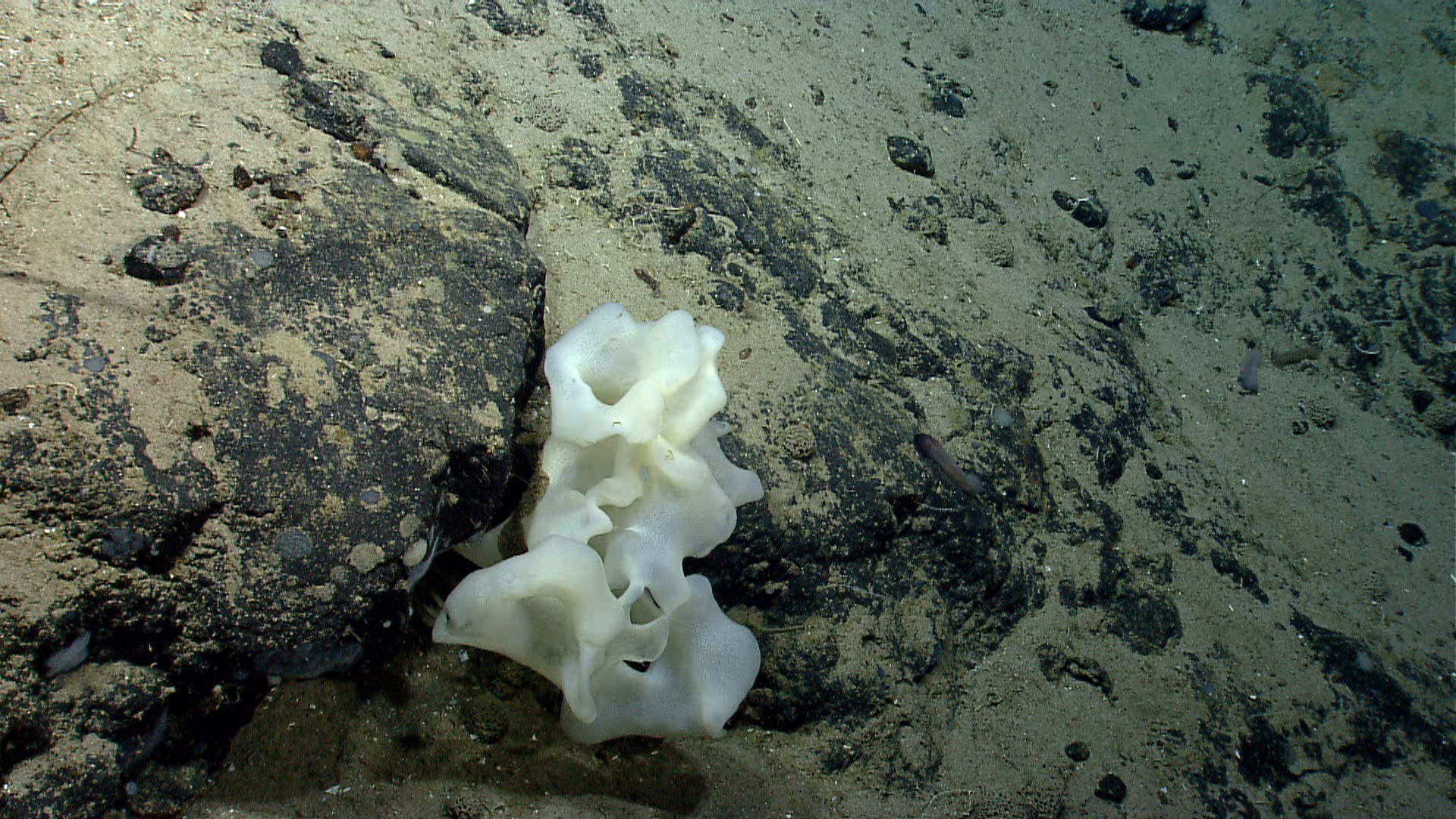 Deep sea sponge