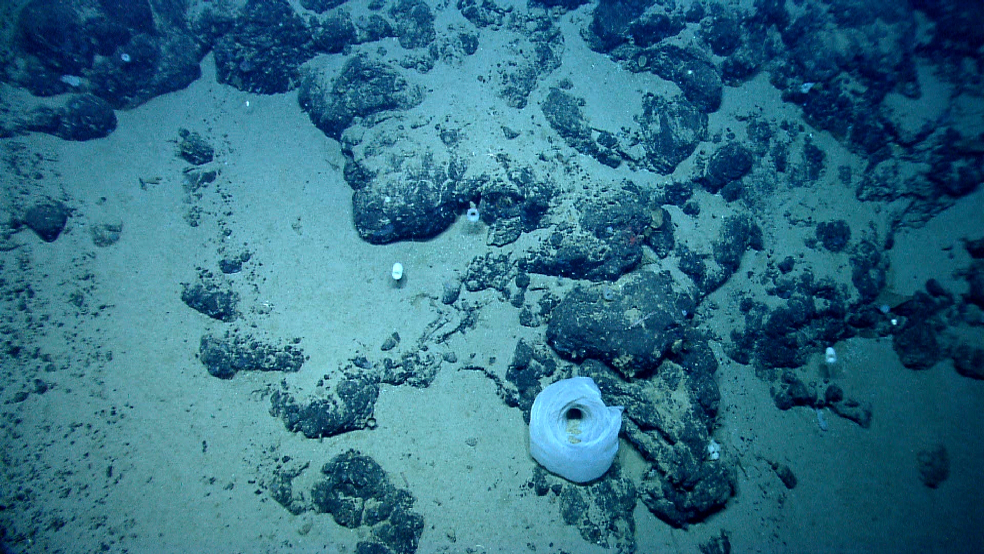 Deep sea sponge