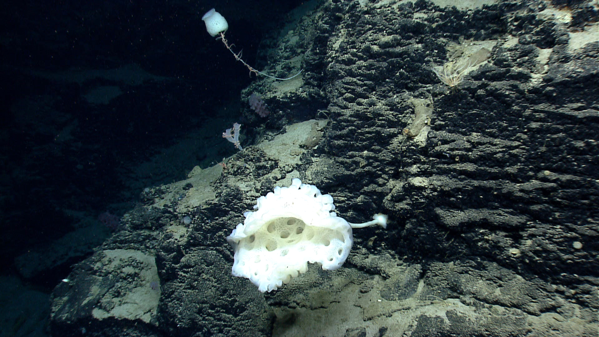 Deep sea sponge