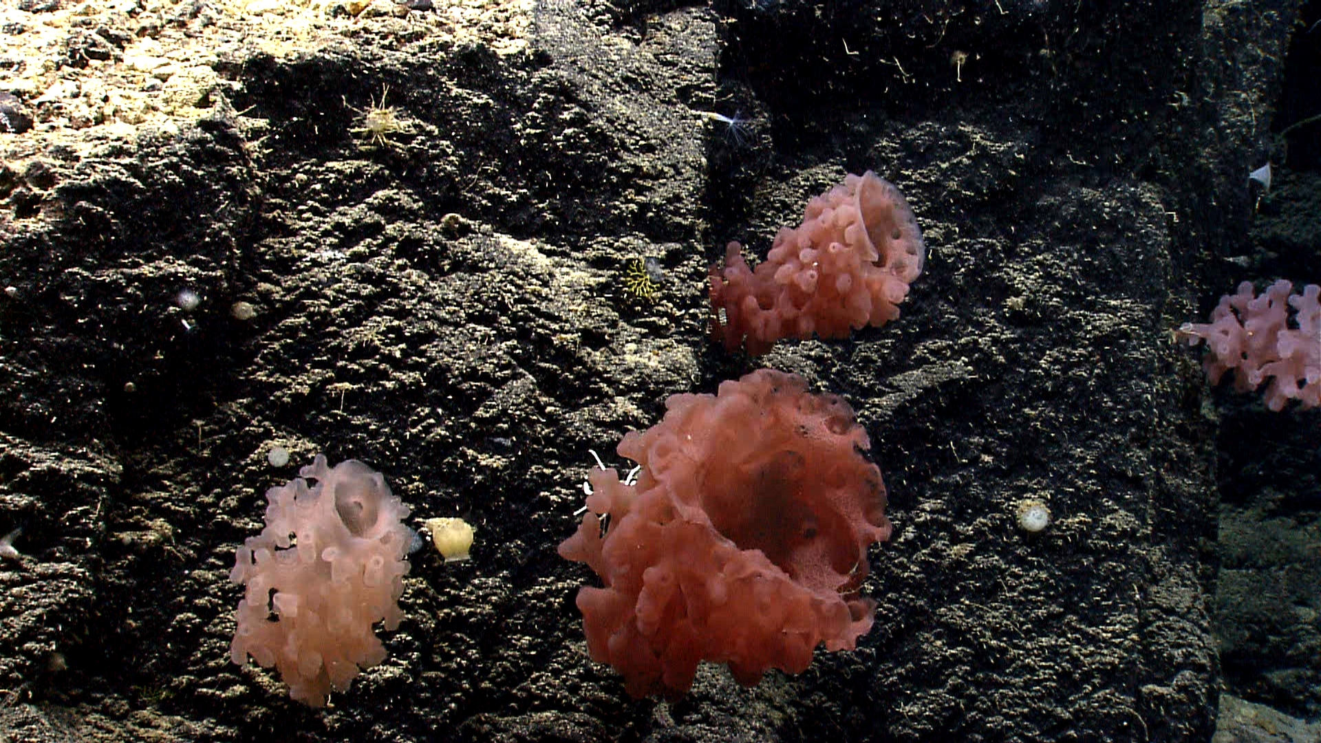Deep sea sponge