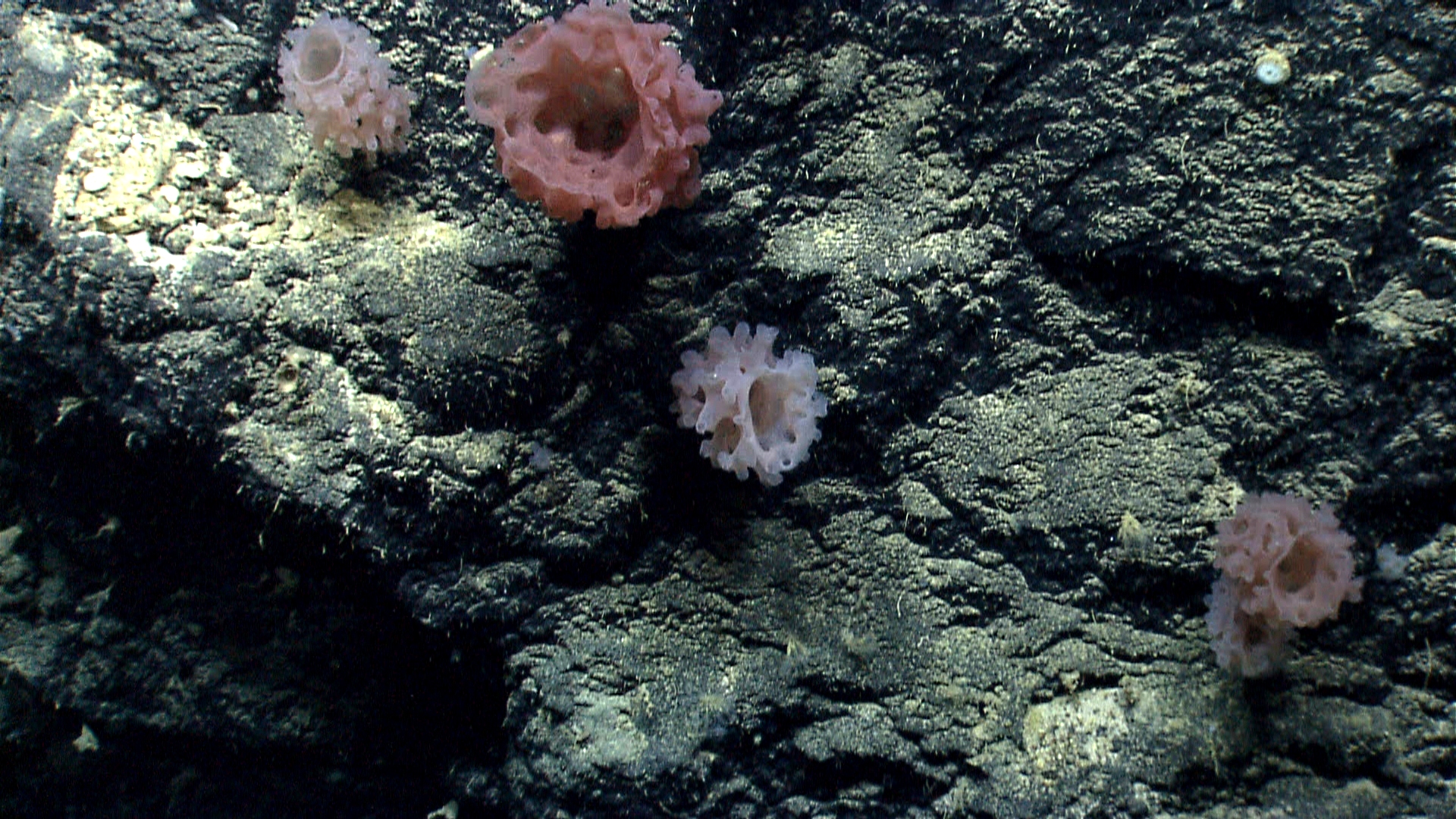 Deep sea sponge