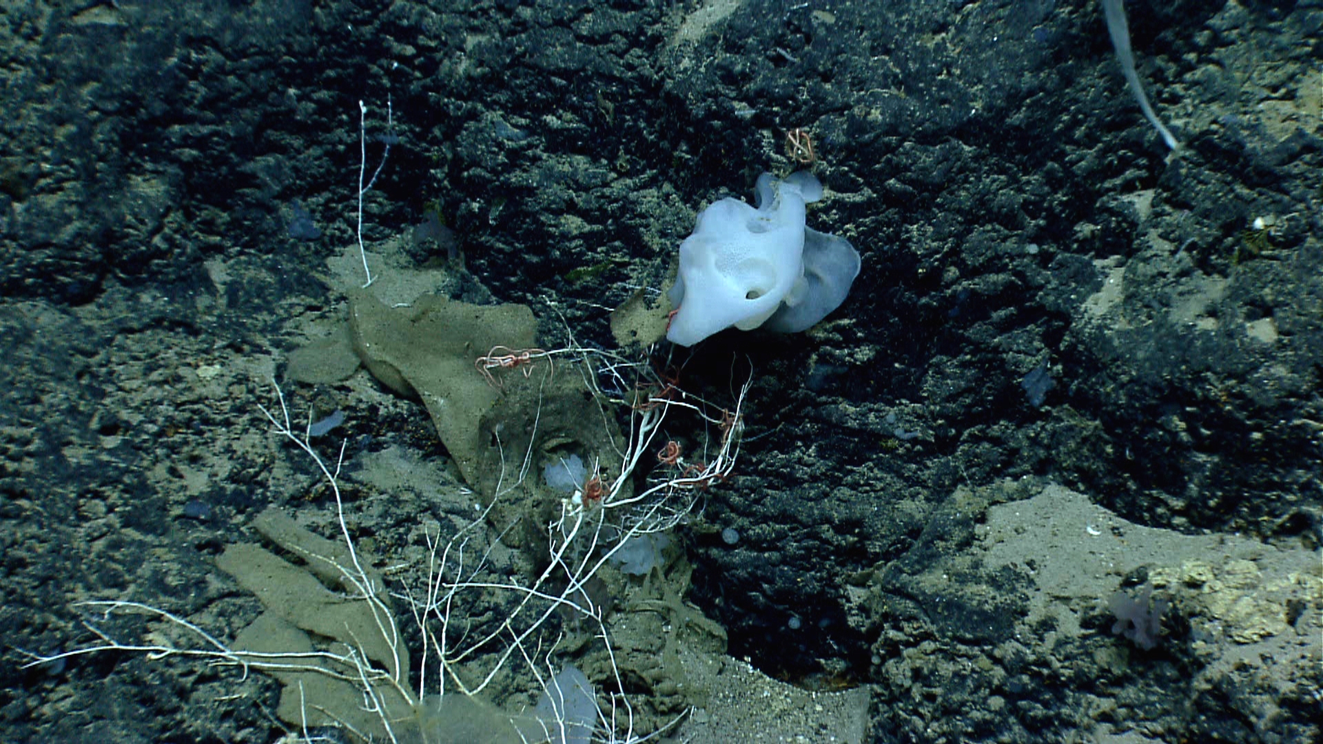 Deep sea sponge
