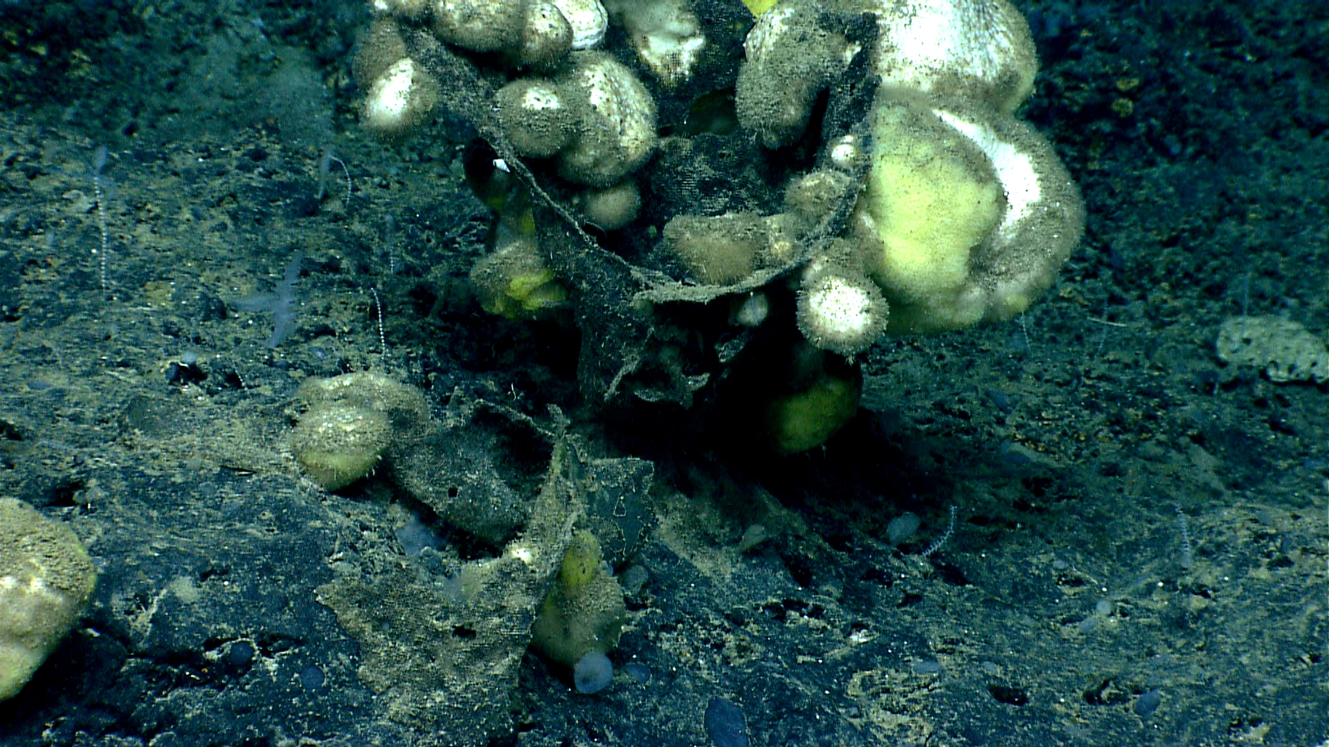 Deep sea sponge