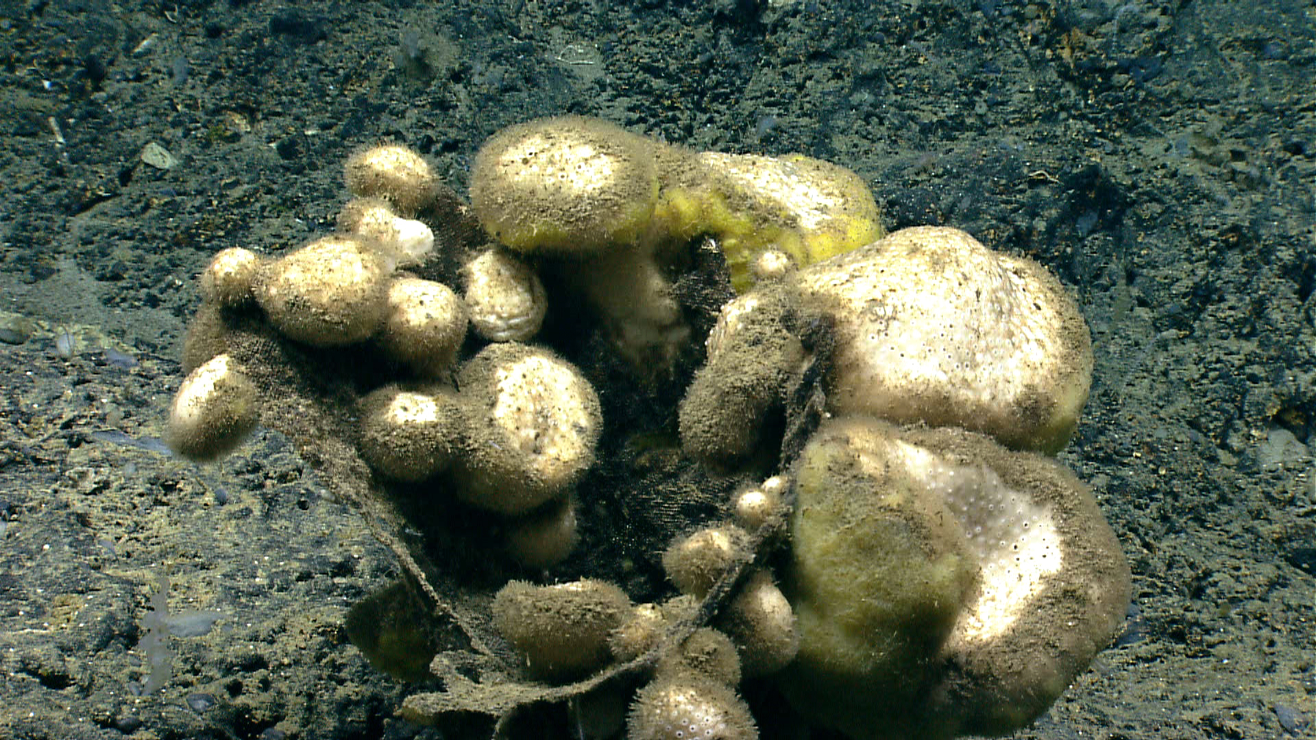 Deep sea sponge