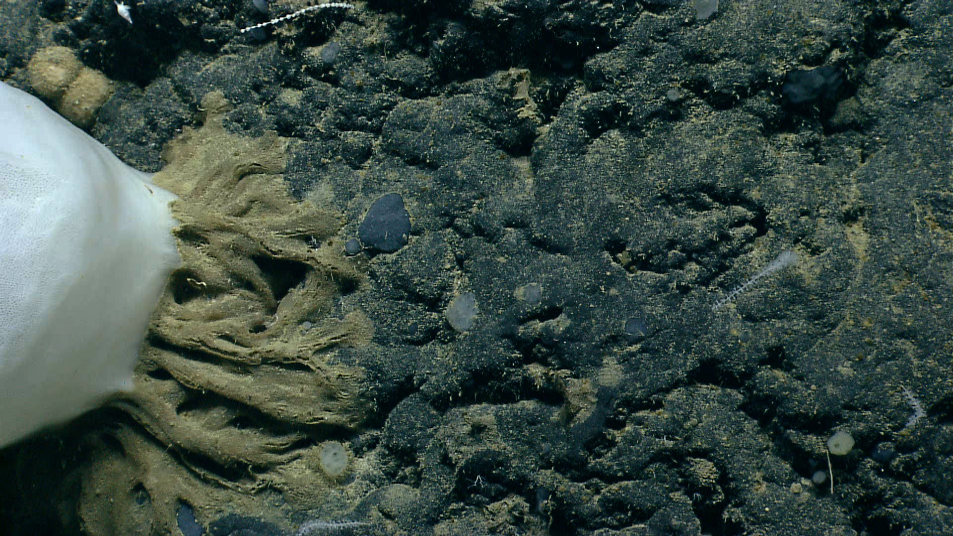 Deep sea sponge