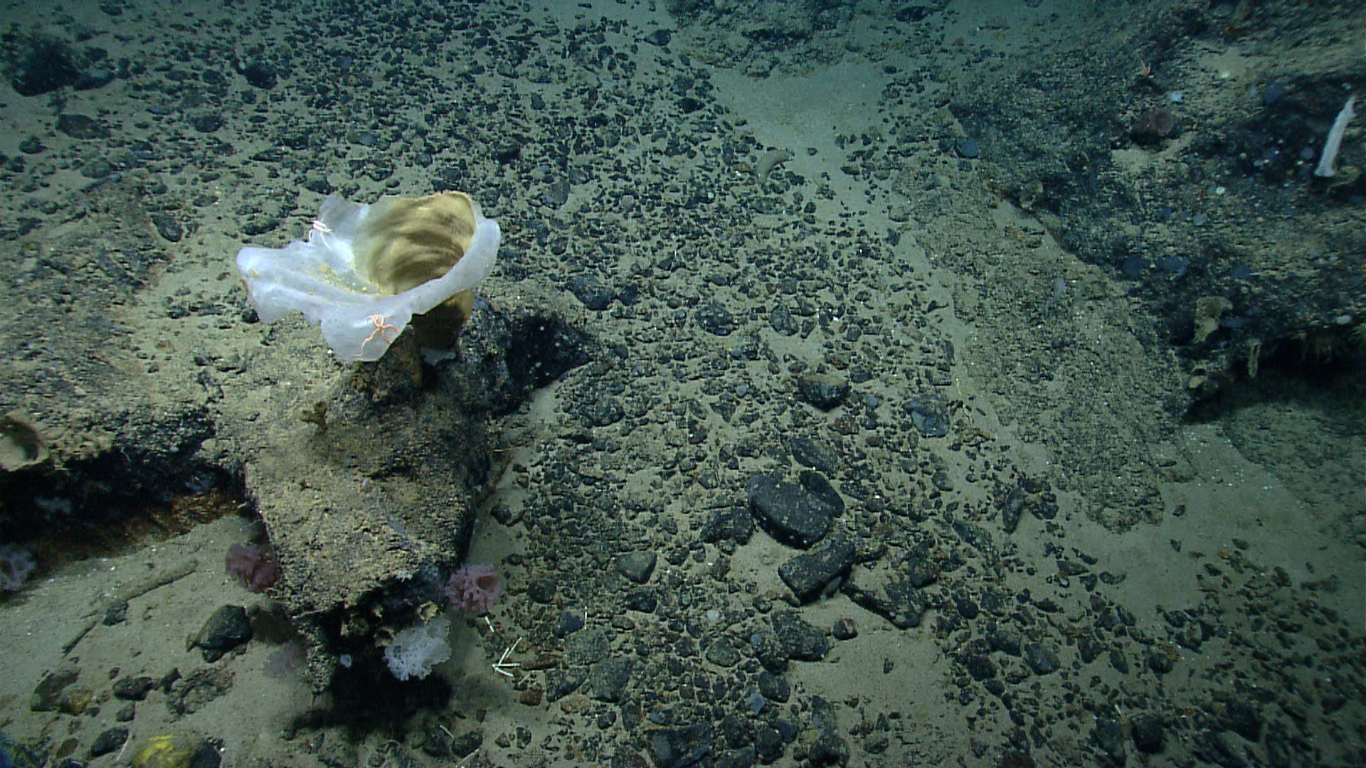 Deep sea sponge