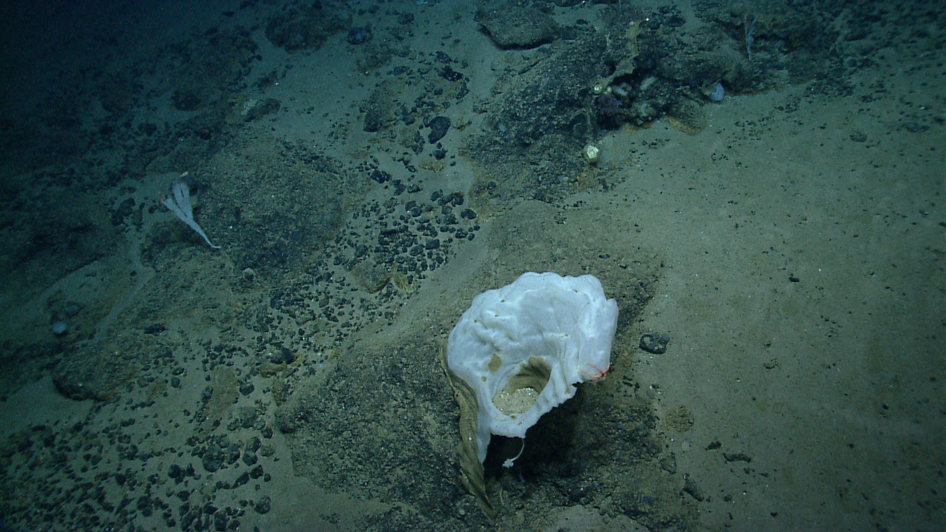 Deep sea sponge
