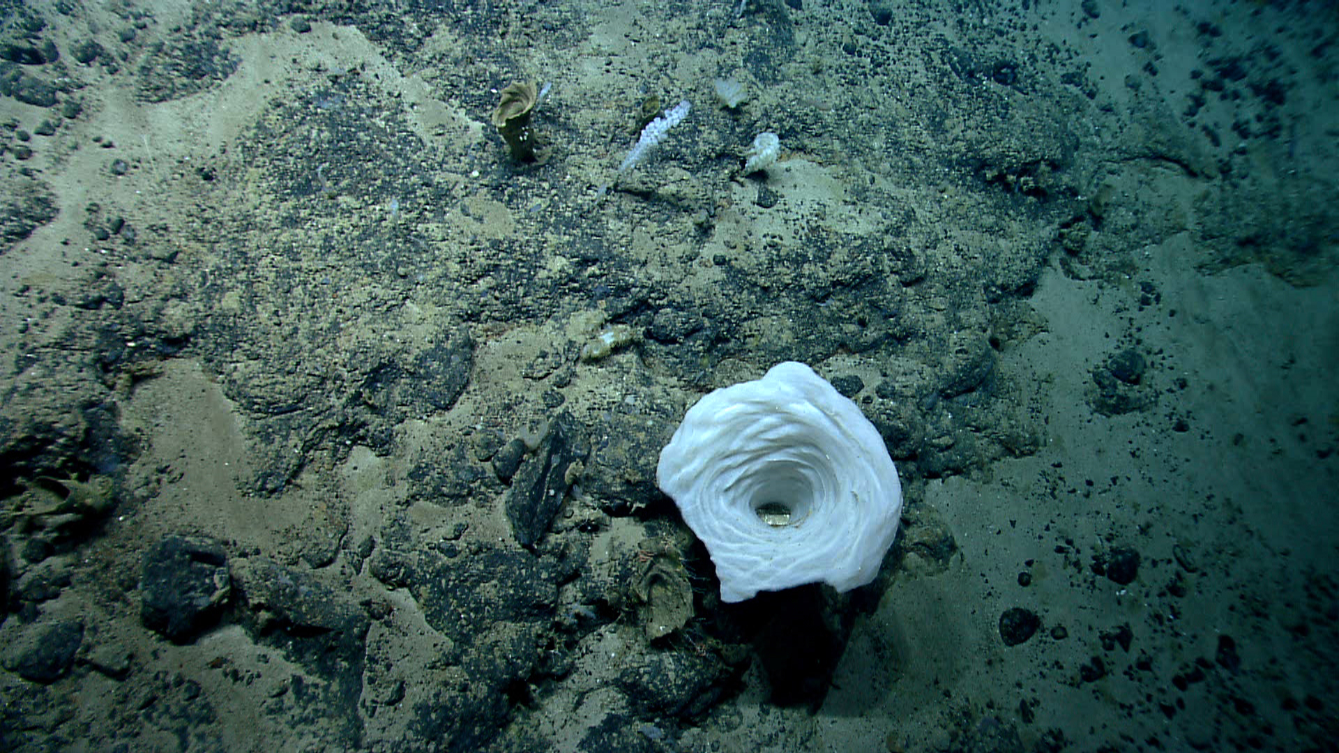 Deep sea sponge