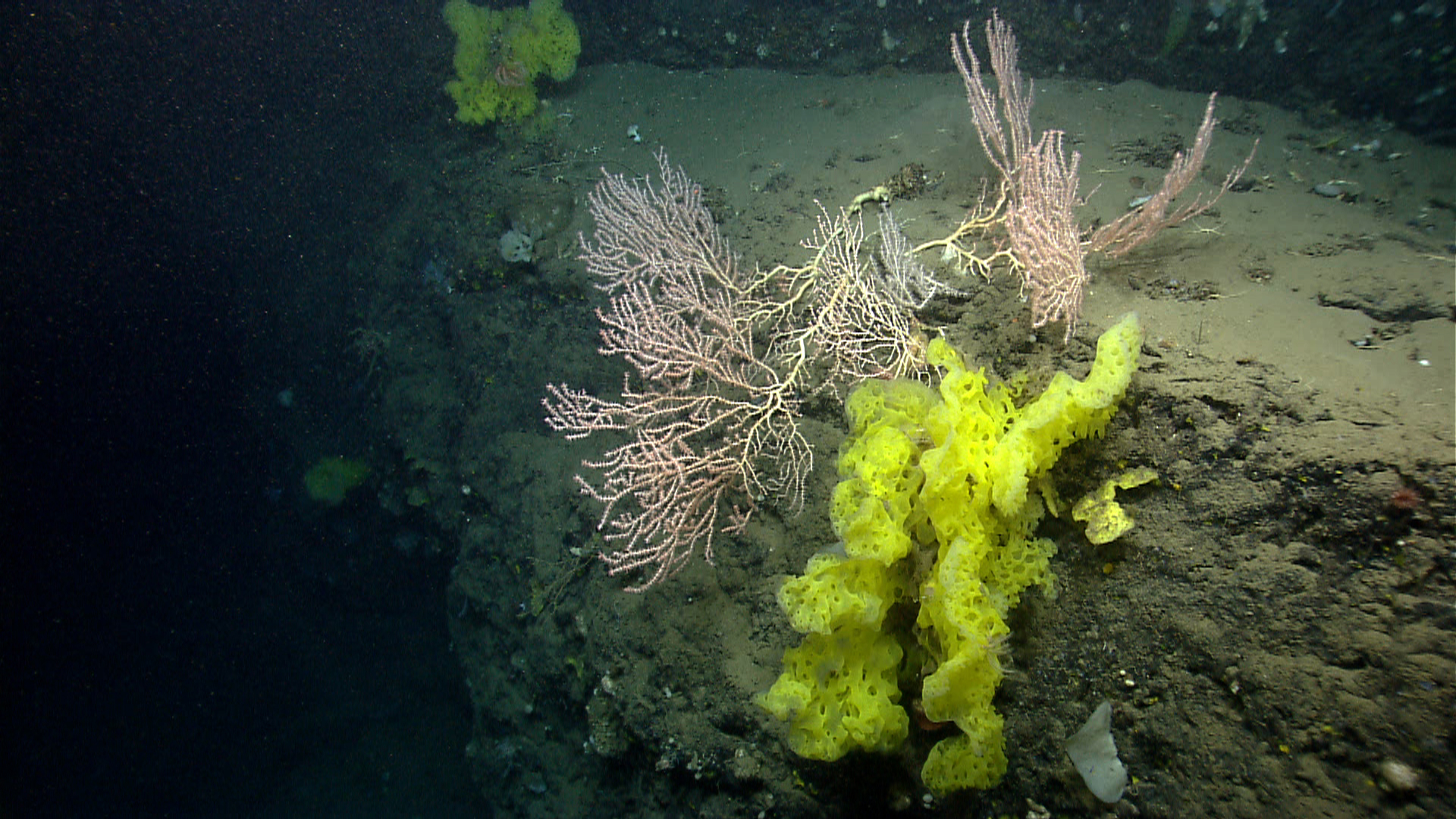 Deep sea sponge