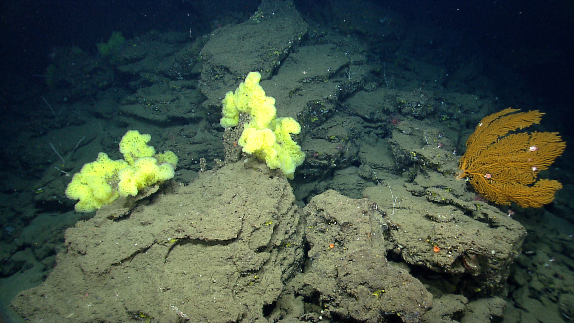 Deep sea sponge