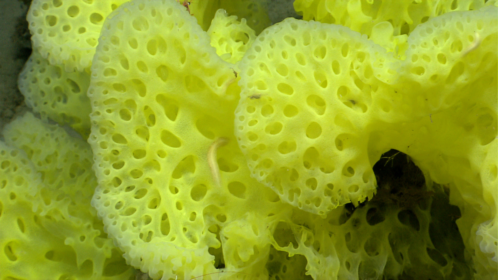 Deep sea sponge