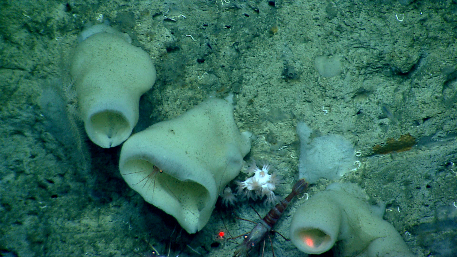 Deep sea sponge