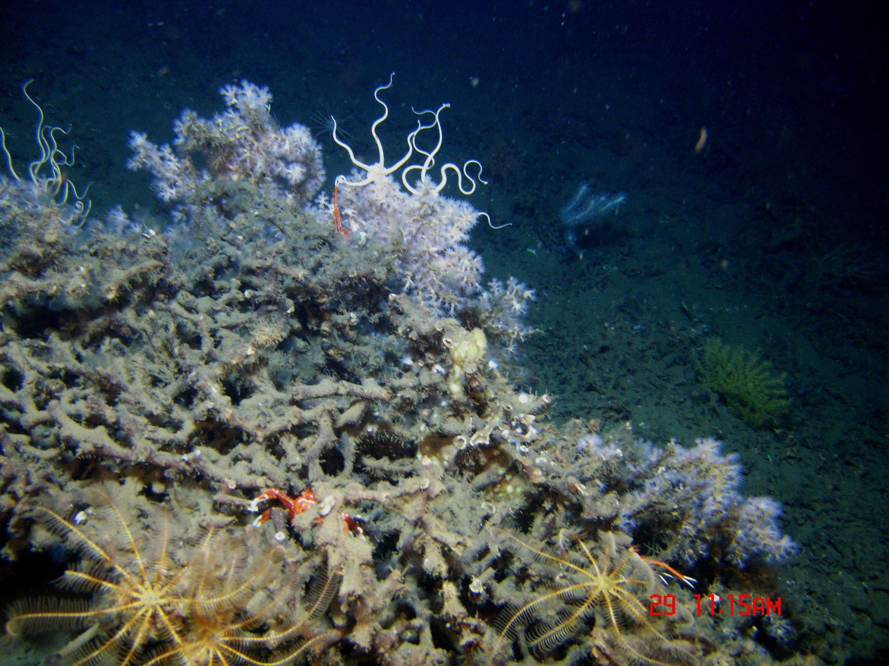 Brittle stars in feeding posture, yellow and orange feather star crinoids, andorange squat lobsters