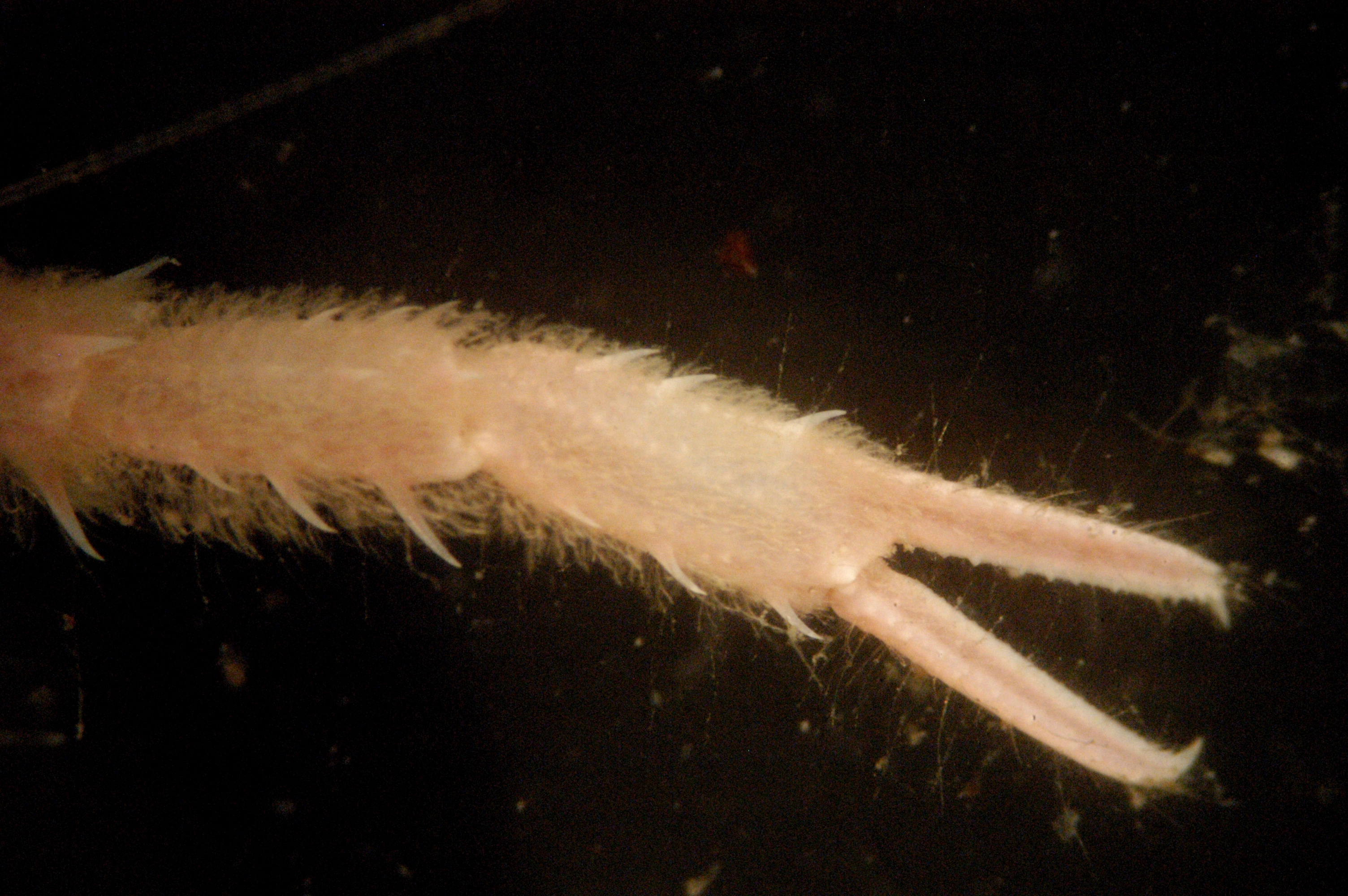 Chela Insect Image pl23_expn2543.jpg | National Oceanic and Atmospheric Administration
