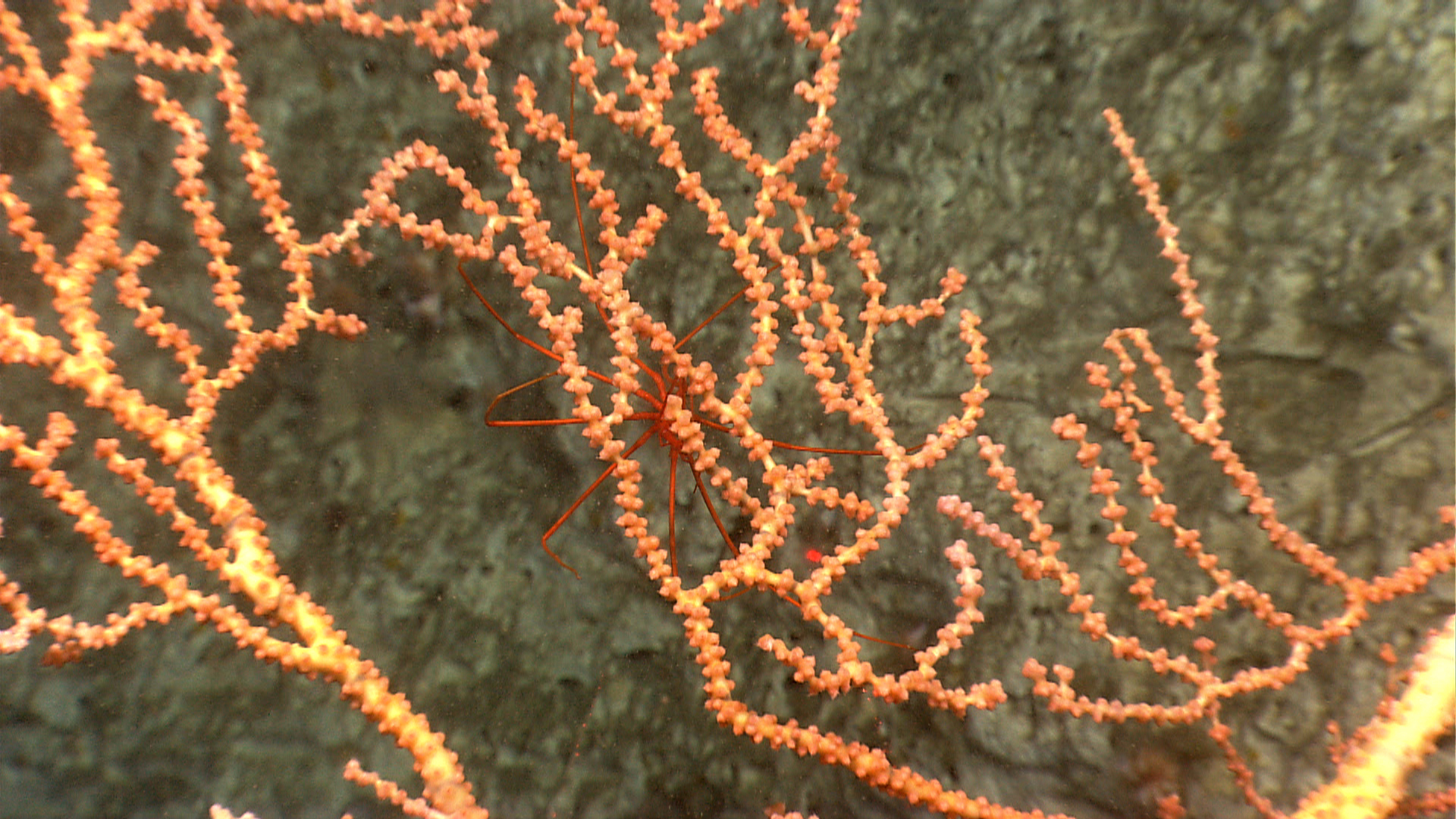 Pycogonid pl23_expn2642.jpg | National Oceanic and Atmospheric Administration